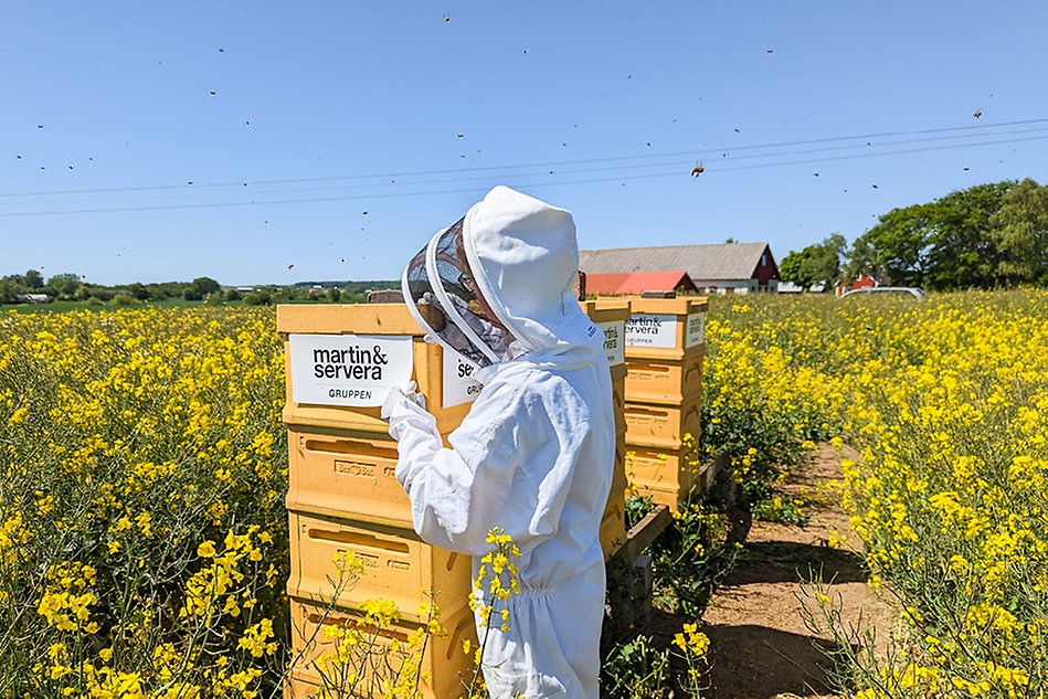 Person i vit biodlingsdräkt tar av en skylt från bikupor. Han står på ett rapsfält under blå himmel och är omgiven av bin. Foto.