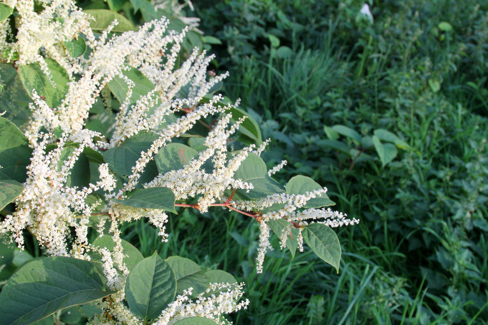 Växten parkslide. Reynoutria japonica. Foto