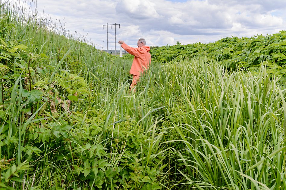 En man i orangea regnkläder står i en grön och frodig våtmark och gör mätningar. Foto.