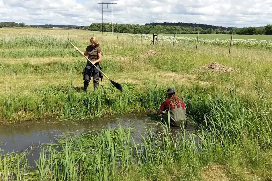 Ett våtmarkslandskap. Foto.