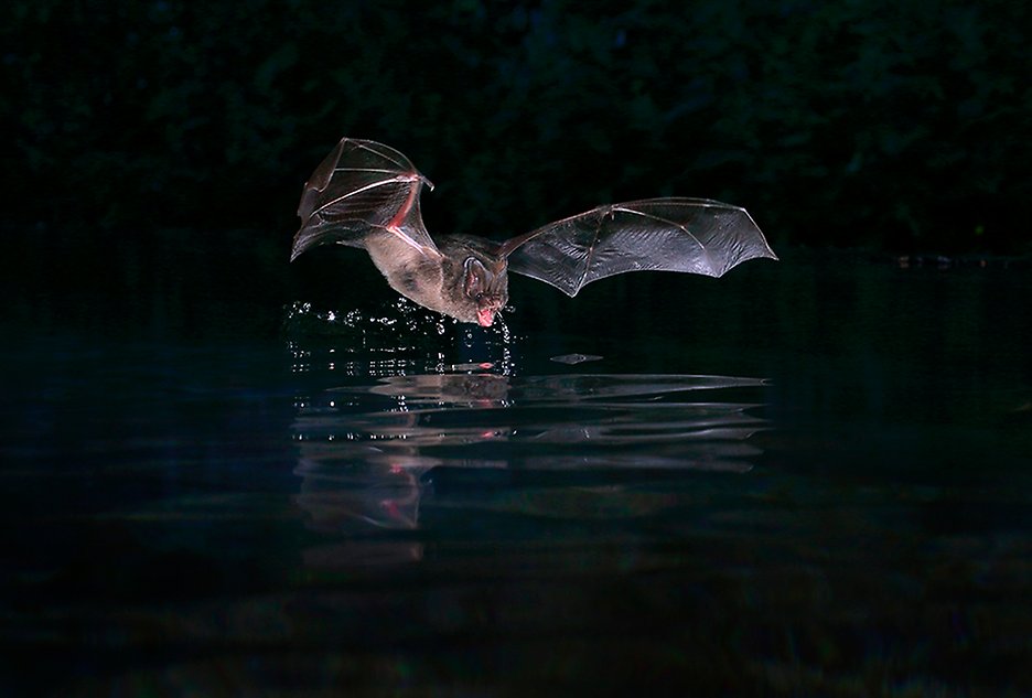 En fladdermus som flyger över vatten.