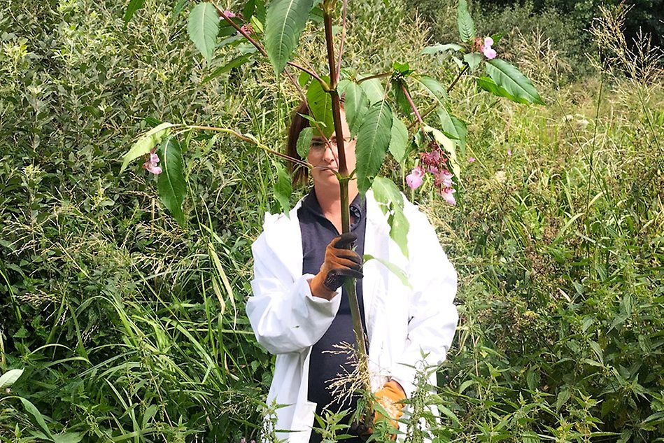 Kvinna i labbrock och handskar står i ett grönområde och inspekterar ett träd i hennes hand. Foto.