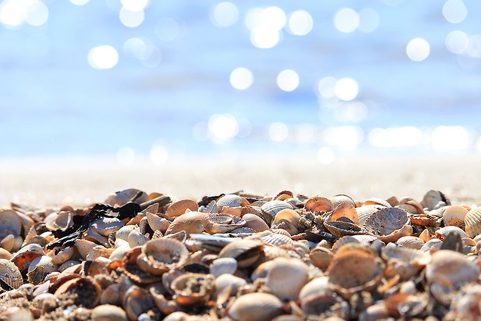 A thick layer of shells in in the foreground, the ocean and sun rays are visible in the background. Photo.
