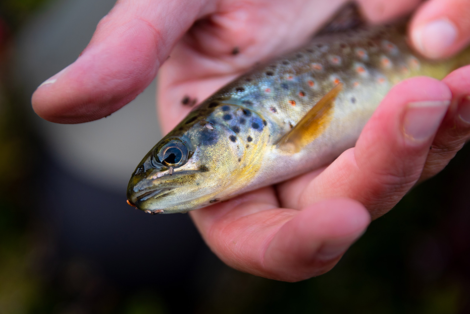 En hand håller i en fisk. Foto