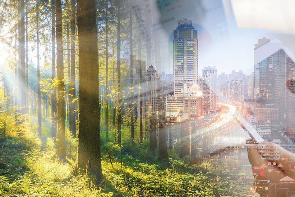 A merge of two images, one of a forest and the other of a city. Photo collage.