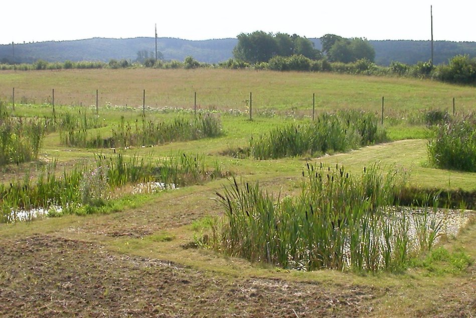 Ett fotografi av en våtmark.