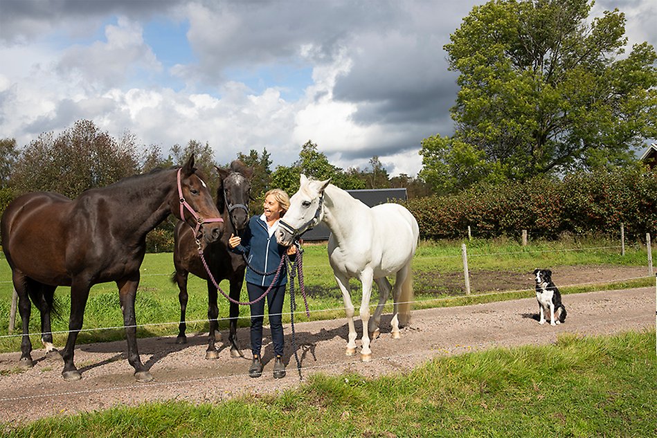 To the left, two big brown horses and one big white horse stand on a small road in the countryside, and in the middle of the horses stands a happy woman. To the right a black and white dog is sitting on the road.