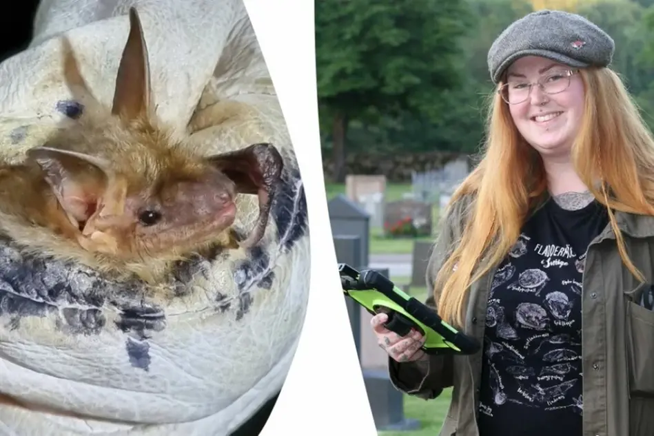 Till vänster finns en fladdermus och till höger en rödhårig kvinna med gröna ytterkläder och en ipad i handen. Montage.