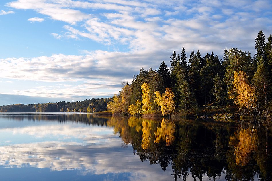 Landscape in autumn with a lake and forest. Photo.