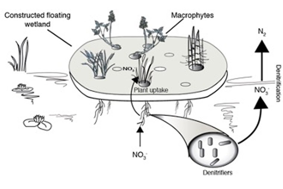 A model for nitrogen removal.