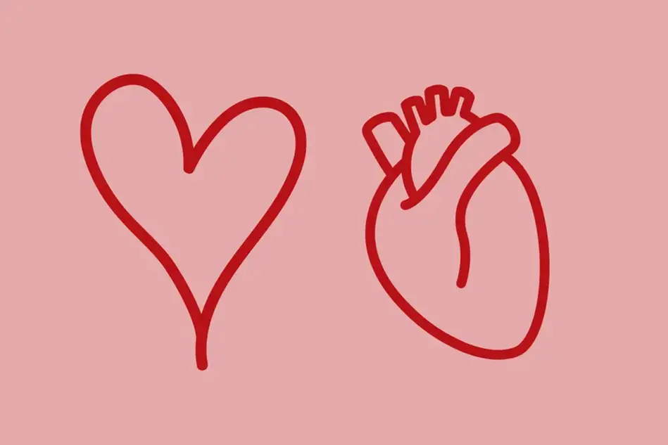 Två ritade röda hjärtan på en rosa bakgrund. Ett mänskligt hjärta och en hjärtform. Illustration