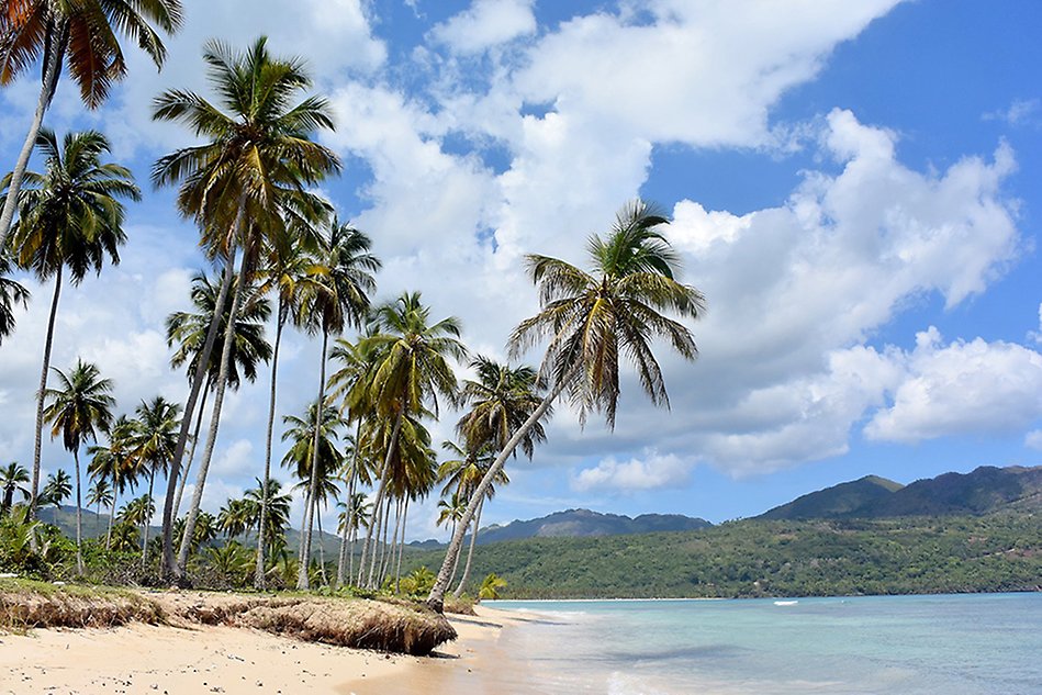 A beach with palmtrees. Photo.