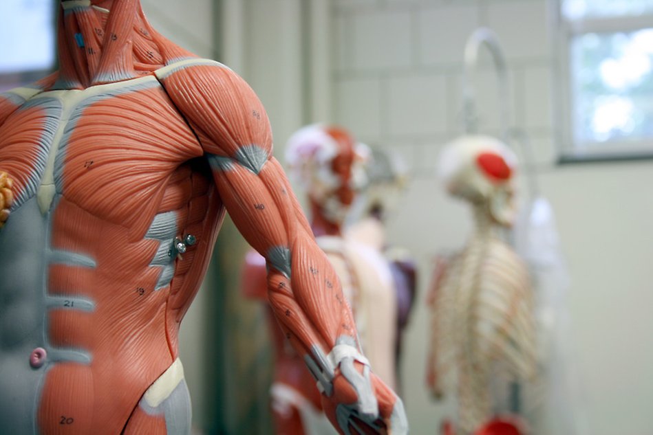 Anatomical model of human arm and torso. Photo.