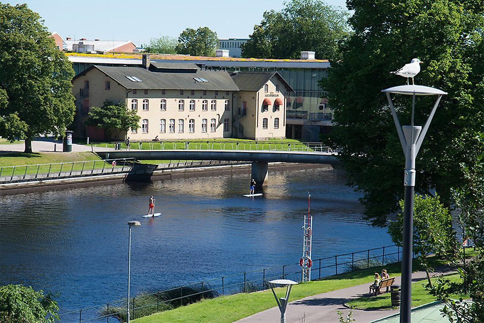 Miljöbild från Halmstad. Flod går genom tätbebyggt område. Två personer står på paddelbrädor i vattnet. Foto.