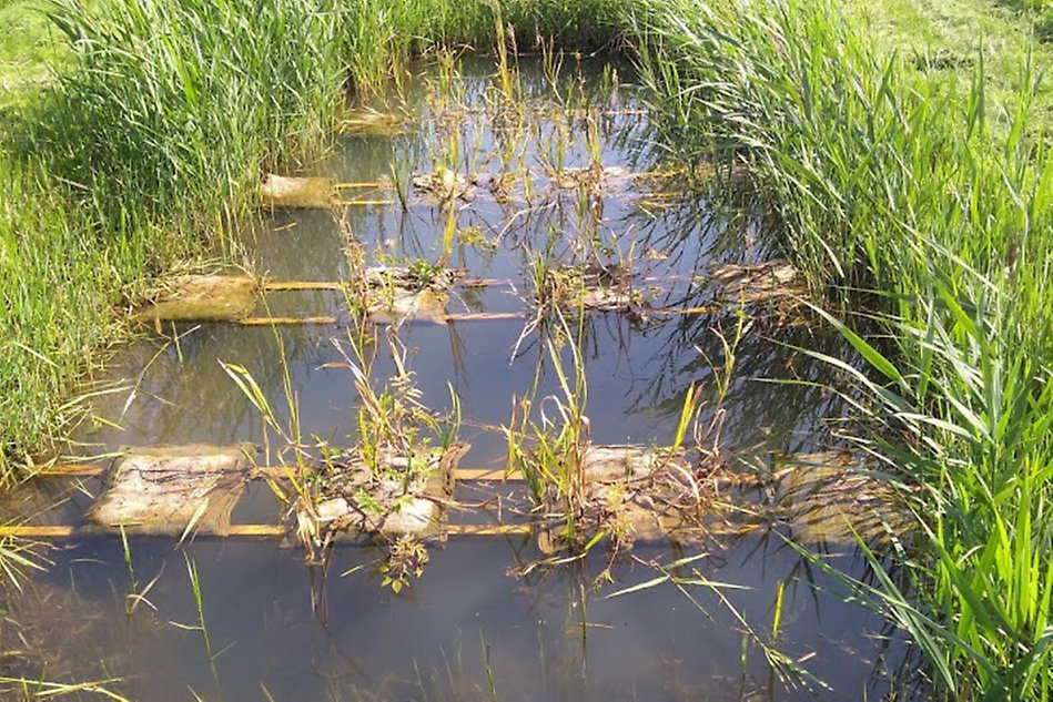 A photograph of a wetland.