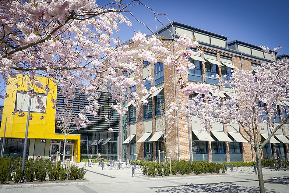 A brick building with cherry trees in the foreground. Photo.