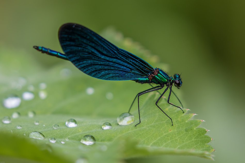 Close-up of a dragonfly sitting on a green leaf. Photo.