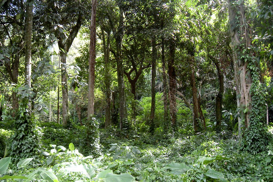 Dense forest with thick foliage and vegetation on the ground. Photo.