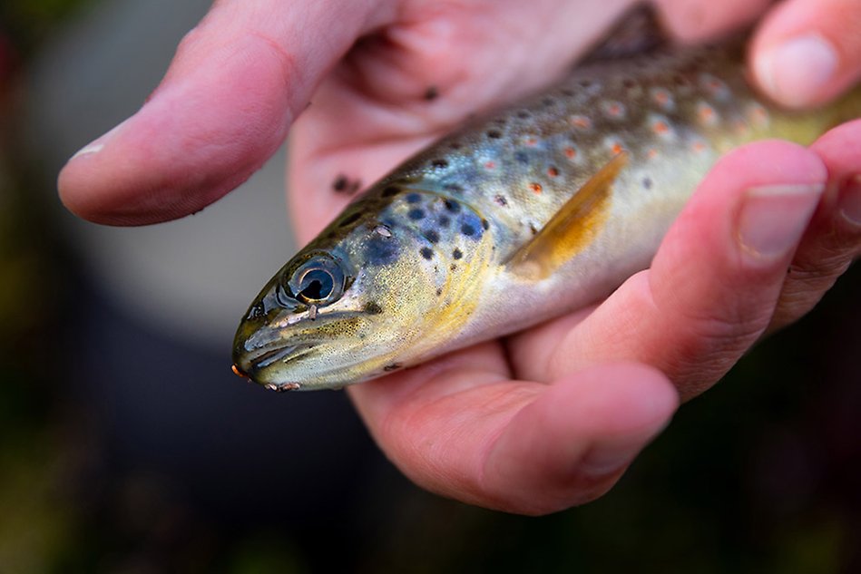 A hand holding a small fish. Photo.