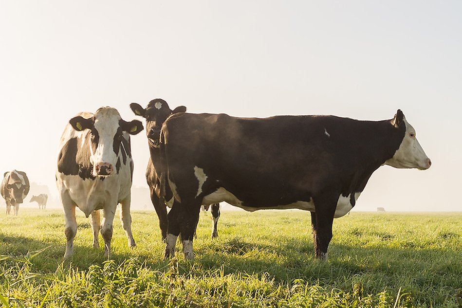 Three cows standing in a grass field. Photo.