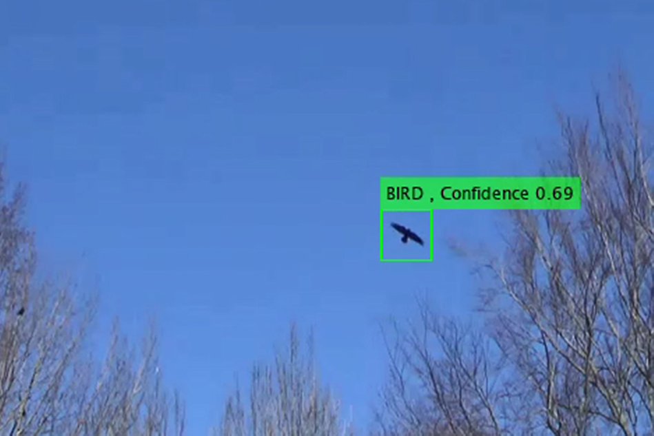 Ett foto av en fågel som flyger. Fågeln har en grön ruta runt sig och så står det "bird, confidence 0.69". 