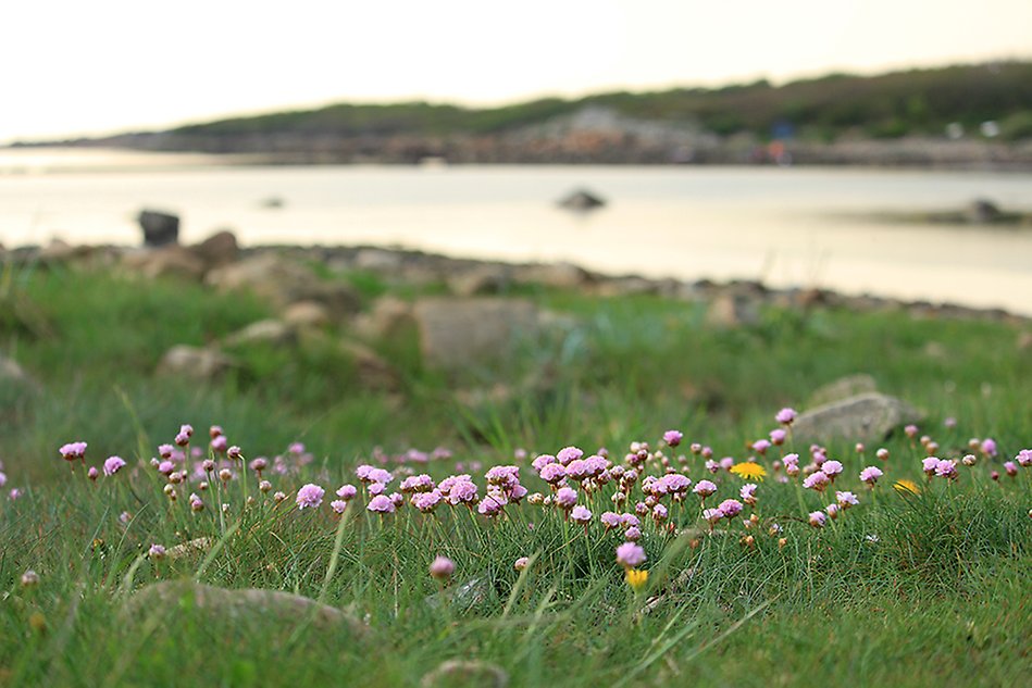 En sommaräng med rosa blommor och grönskande gräs i förgrunden och hav och strand i bakgrunden. Foto.