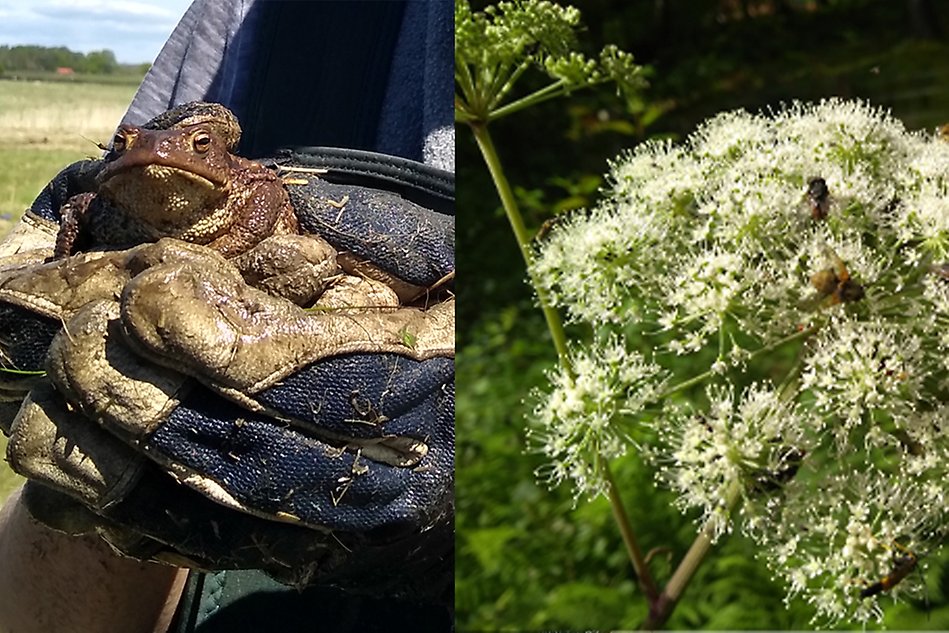 Fotomontage. En bild av en padda. En bild av en vit blomma.